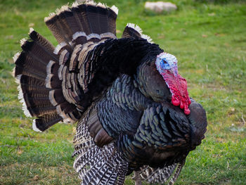 Close-up of a bird on field