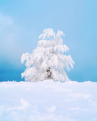 Low angle view of snow covered tree against sky