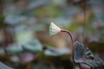 Close-up of flower