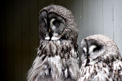 Close-up of a owl