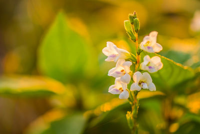 Close-up of white flowering plant