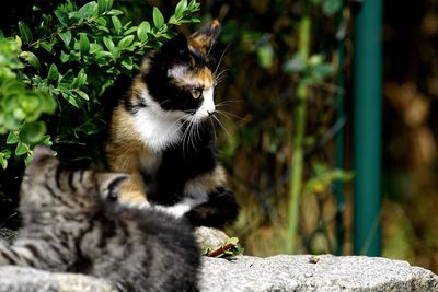 Close-up of kittens on retaining wall