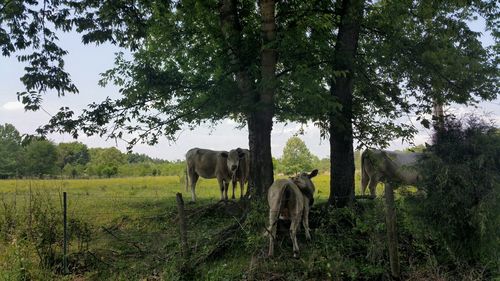 Cows by trees on grassy field