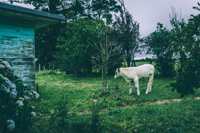 Horse grazing on field