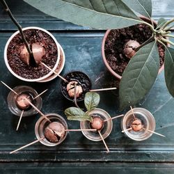 High angle view of plants on table