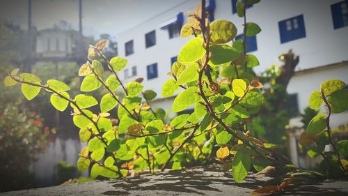 Close-up of plant in city