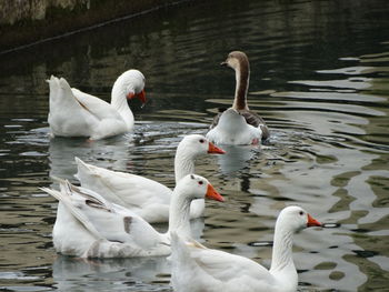 Swans swimming on lake