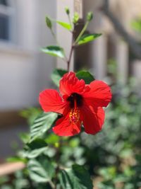 Close-up of red hibiscus flower