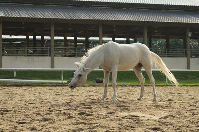 Horse grazing on field