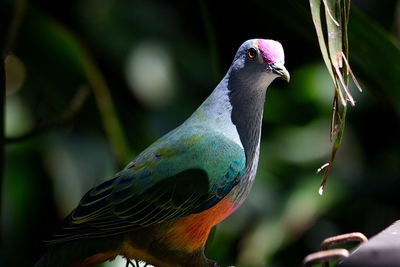 Close-up of bird perching on leaf