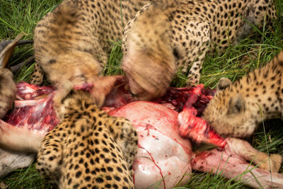 Slow pan of five cheetahs eating hartebeest