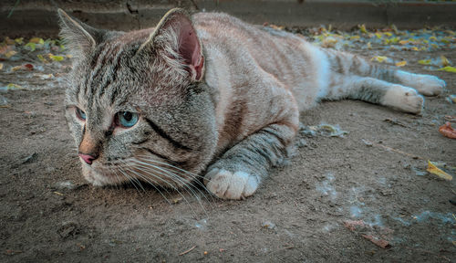 Close-up of a cat resting