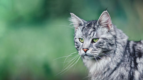 Close-up of a cat looking away