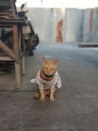 Close-up of cat sitting on floor