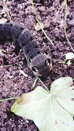 High angle view of snake on plant