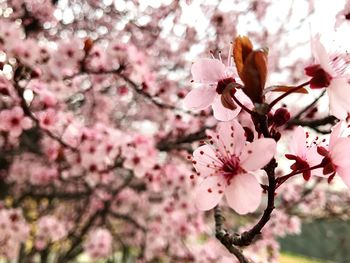 Low angle view of cherry blossoms in spring