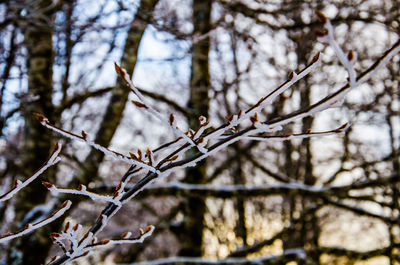 Low angle view of flower tree against sky