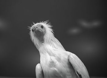 Close-up of a bird