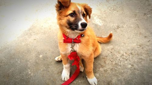 Close-up portrait of dog standing outdoors