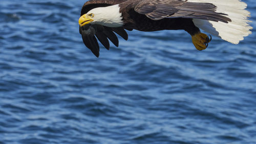 Close-up of bald eagle flying over sea