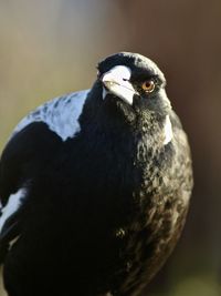 Close-up of a bird