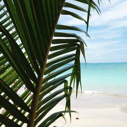 Close-up of palm tree at beach