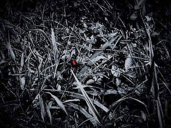 Close up of red flower