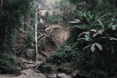 Plants growing on rocks in forest