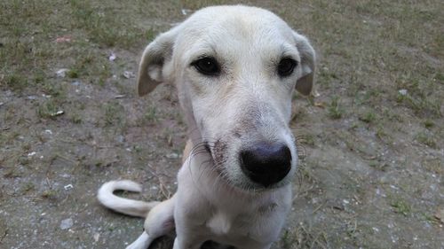 Close-up portrait of dog