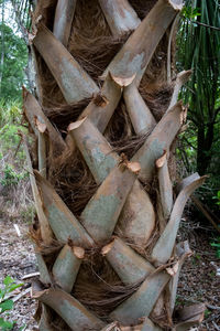 Close-up of damaged tree on field