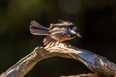 Close-up of bird perching on branch