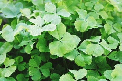 High angle view of leaves