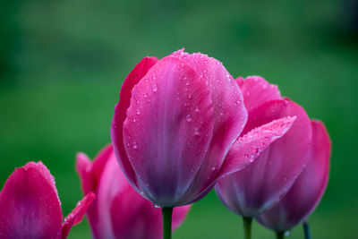 Close-up of wet pink tulip