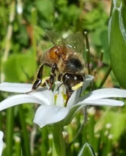 Close-up of honey bee on white flower