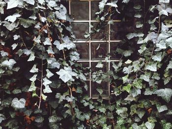 Ivy growing on window