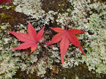 Close-up of red maple leaf on tree