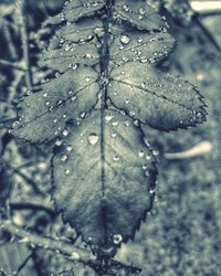 Close-up of wet plant leaves during winter