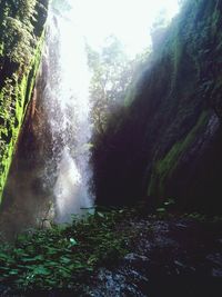 Scenic view of waterfall in forest