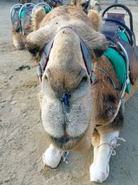 Extreme close up of a camel