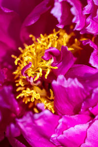 Close-up of purple flower blooming outdoors