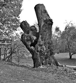 Trees on field against sky