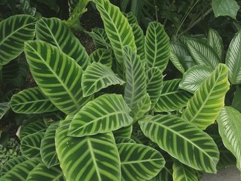 Detail shot of leaves