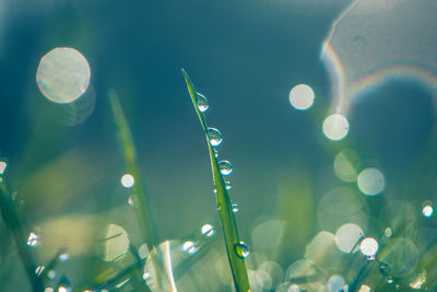 Close-up of bubbles against blurred background