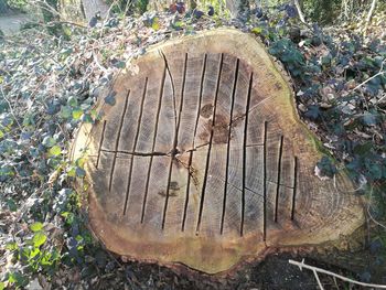 High angle view of tree stump on field