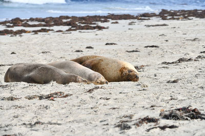 High angle view of sea lion on beach