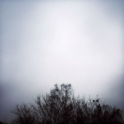 Low angle view of bare tree against sky