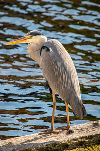 Side view of a bird