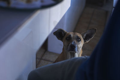 Close-up of dog looking at camera