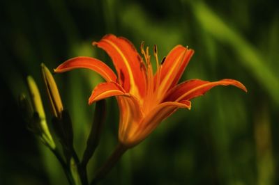 Close-up of red flower