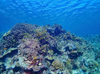 Fish swimming in healthy coral reef